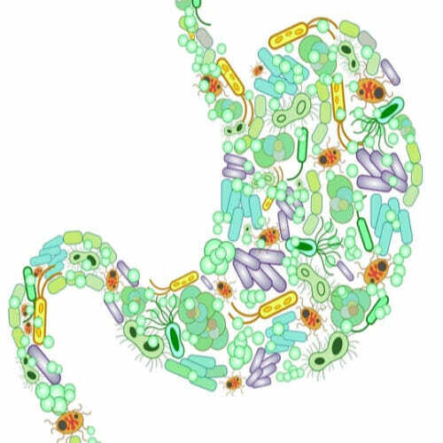 Is gut health the key to skin health?