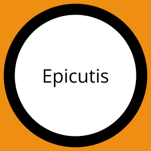 Epicutis